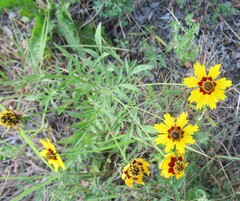 Coreopsis basalis, photograph (c) Linda Jo Conn, some rights reserved (CC BY)