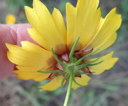 Coreopsis basalis, photograph 2