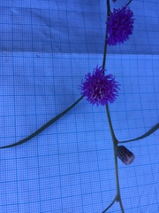 Lessingianthus rubricaulis