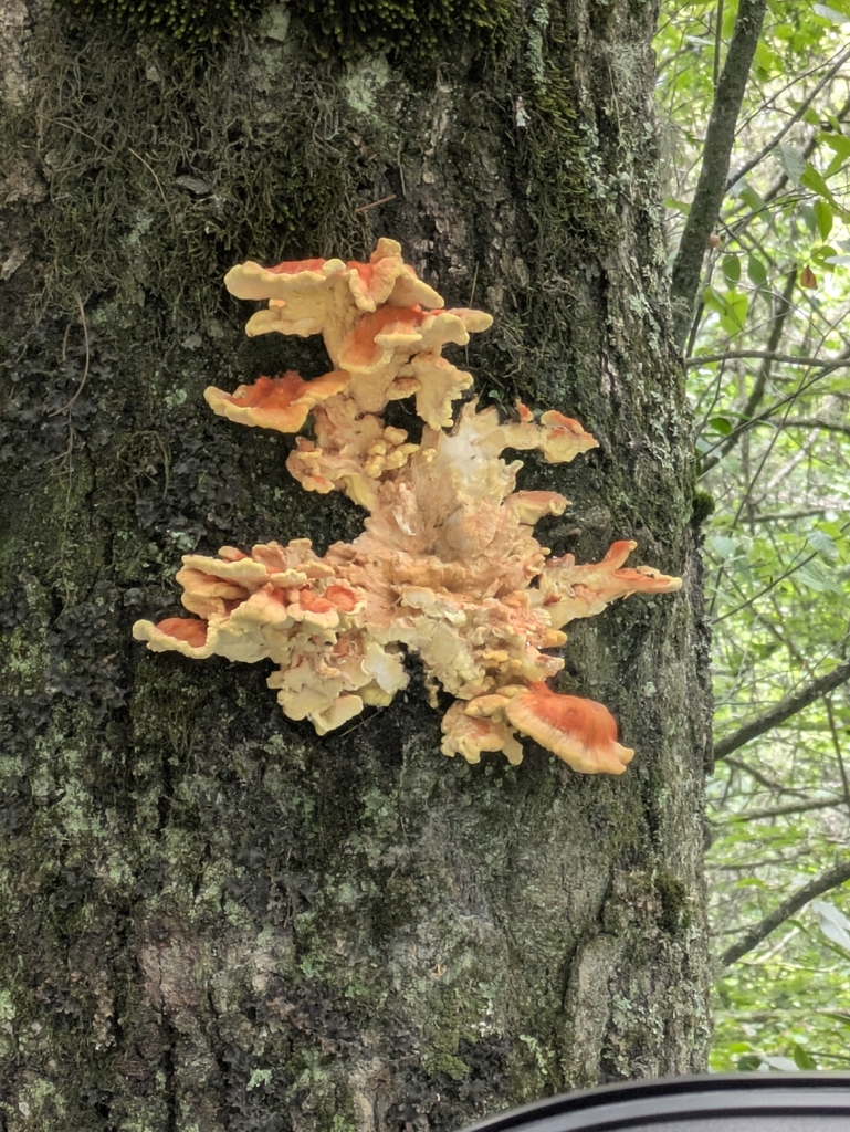 chicken of the woods · August 2026 · photo: Photo: (c) José Garrido, some rights reserved (CC BY) · iNaturalist