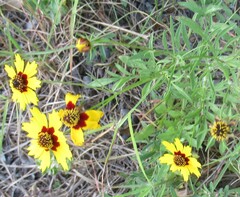 Coreopsis basalis, photograph (c) Linda Jo Conn, some rights reserved (CC BY)