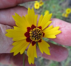 Coreopsis basalis