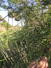 Funastrum gracile