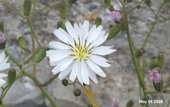 Ixeris strigosa