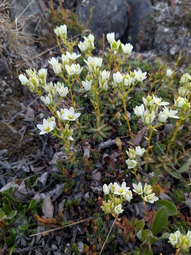 Prickly Saxifrage