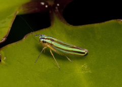 Sibovia taeniatifrons