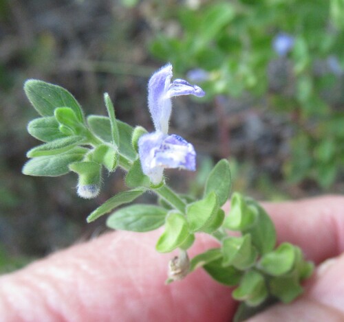 Scutellaria drummondii