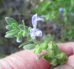 Scutellaria drummondii
