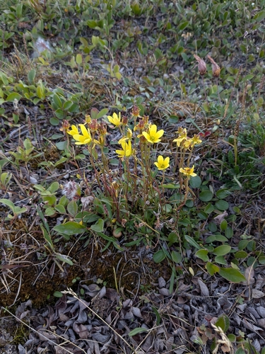 Marsh Saxifrage