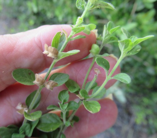 Scutellaria drummondii, photograph 1