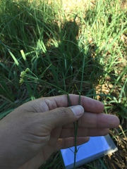 Funastrum gracile