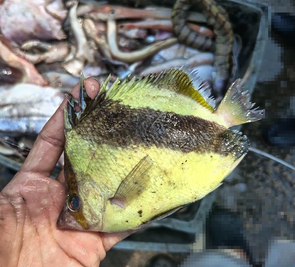 Butterflyfish (no English common name)