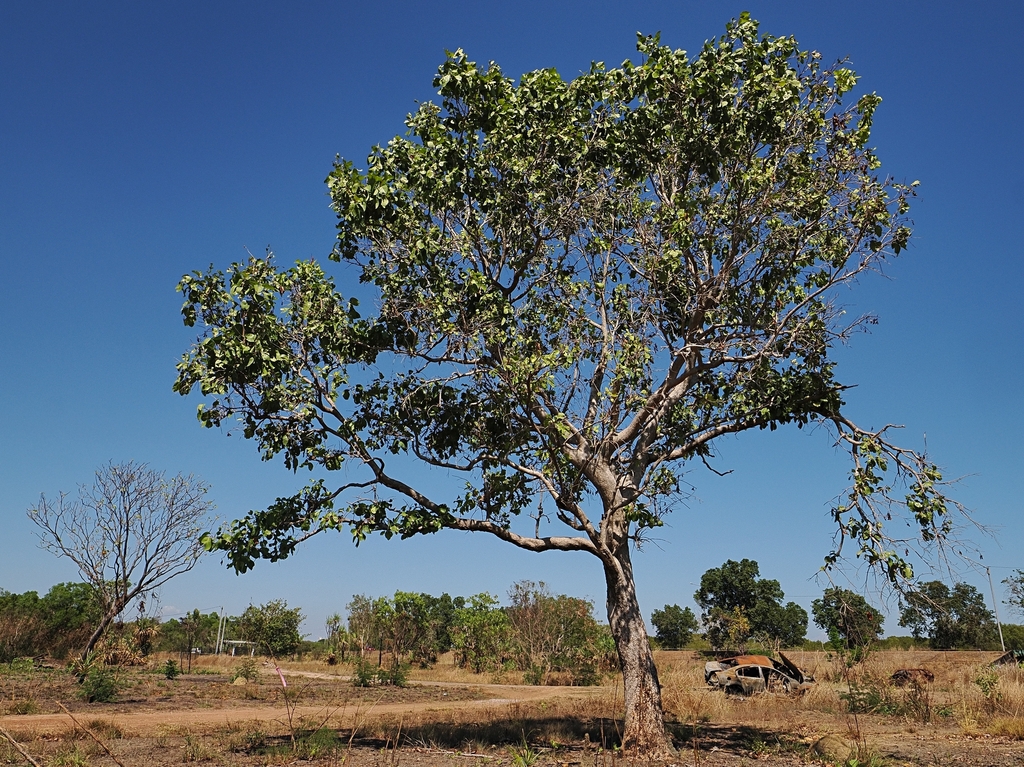 Syzygium suborbiculare; photograph (c) Roland Muench, some rights reserved (CC BY)