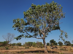 Syzygium suborbiculare
