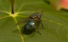 Eudasyphora cyanella