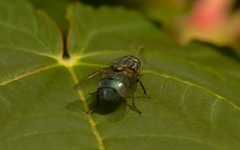 Eudasyphora cyanella