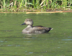 Mareca strepera