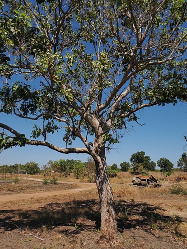 Syzygium suborbiculare, photograph 1