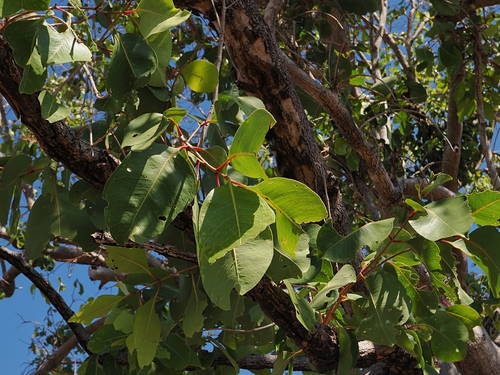 Syzygium suborbiculare, photograph 3