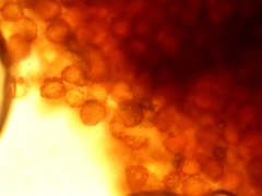 Microbryum starckeanum