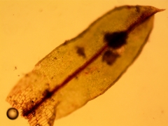 Microbryum starckeanum