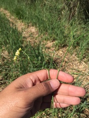 Funastrum gracile