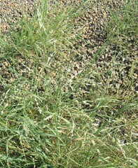 Panicum coloratum, photograph (c) Linda Jo Conn, some rights reserved (CC BY)