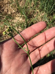 Funastrum gracile