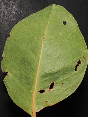 Syzygium suborbiculare, photograph 4