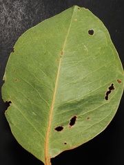 (c) Roland Muench, some rights reserved (CC BY) Syzygium suborbiculare, photograph (c) Roland Muench, some rights reserved (CC BY)