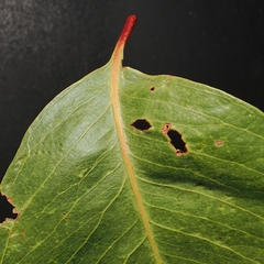 Syzygium suborbiculare, photograph (c) Roland Muench, some rights reserved (CC BY)