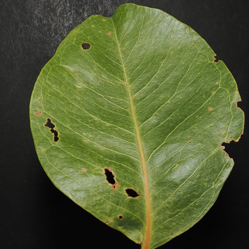 Syzygium suborbiculare, photograph 5
