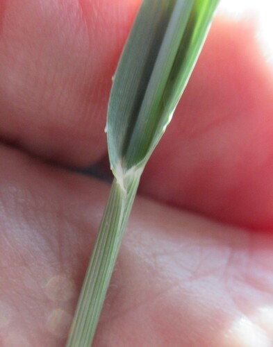Panicum coloratum, photograph 5