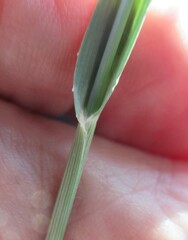 Panicum coloratum, photograph (c) Linda Jo Conn, some rights reserved (CC BY)