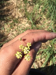 Funastrum gracile