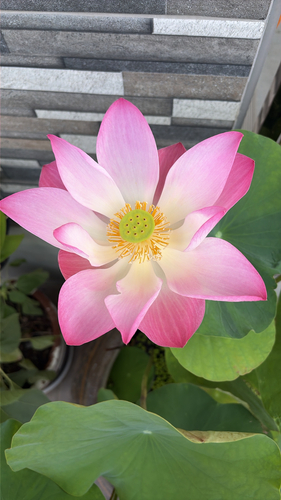 Sacred Lotus