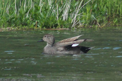 Mareca strepera