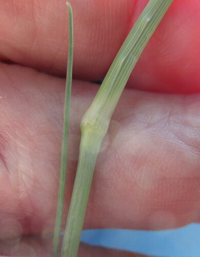 Panicum coloratum, photograph 6