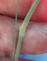 Panicum coloratum, photograph (c) Linda Jo Conn, some rights reserved (CC BY)
