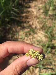 Funastrum gracile
