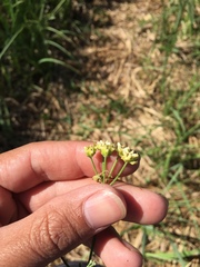 Funastrum gracile