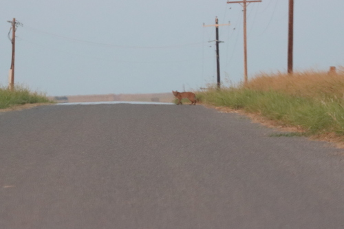 Bobcat