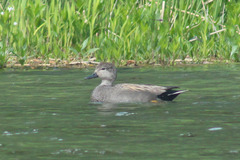Mareca strepera