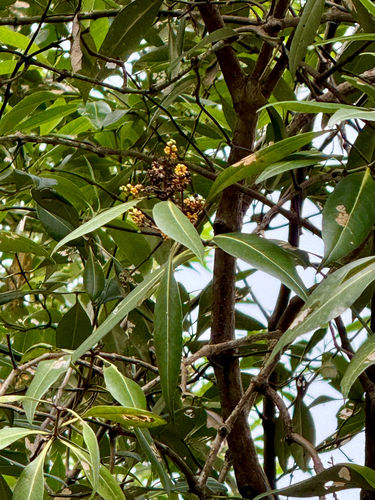 Avicennia alba observed 2026-08-07