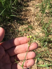 Funastrum gracile