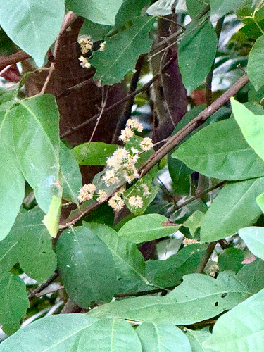 Syzygium polyanthum observed 2026-08-07