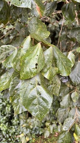Alchornea glandulosa, photograph 5