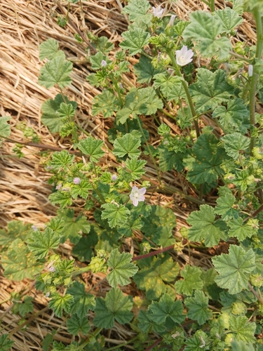 dwarf mallow