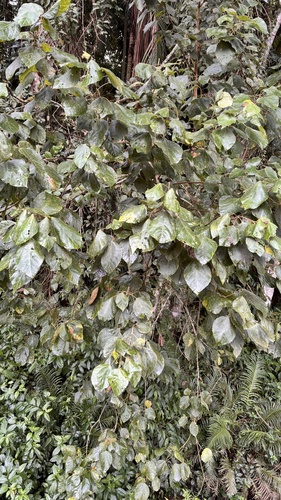 Alchornea glandulosa, photograph 6