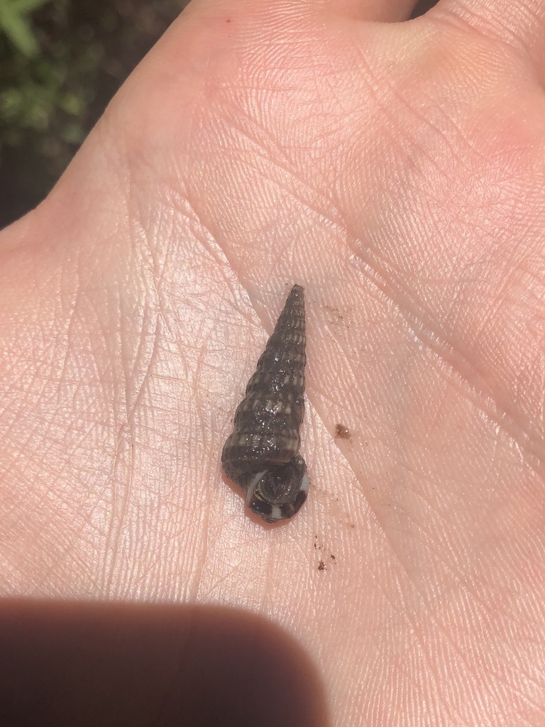 Ladder Horn Snail